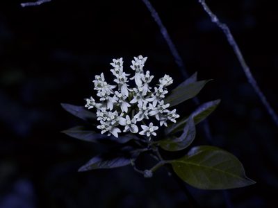 Asclepias texana, photographed by Michelle W. （鍾偉瑋）