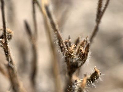 Madia gracilis, photographed by mark-groeneveld