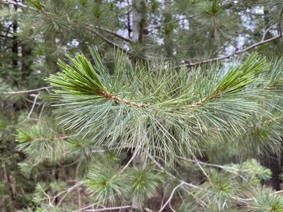 Pinus strobiformis, photographed by Daniel McNair