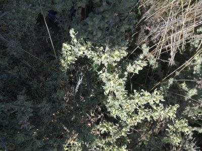 Atriplex spinifera, photographed by My-Lan Le