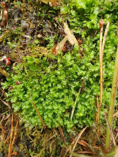 Asperifolia arguta, photographed by Jonathan Hughes