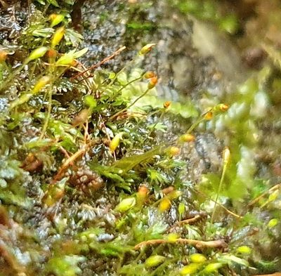 Fissidens pusillus, photographed by Jonathan Hughes