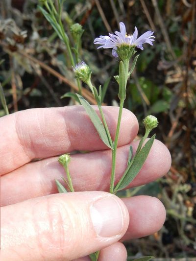 Symphyotrichum subspicatum, photographed by Ed Alverson