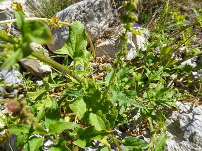 Blitum bonus-henricus, photographed by Thomas Koffel