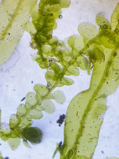 Lejeunea patens, photographed by Jonathan Hughes