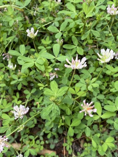 Trifolium pinetorum, photographed by Daniel McNair