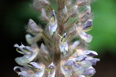 Uraria crinita, photographed by Agnes Trekker