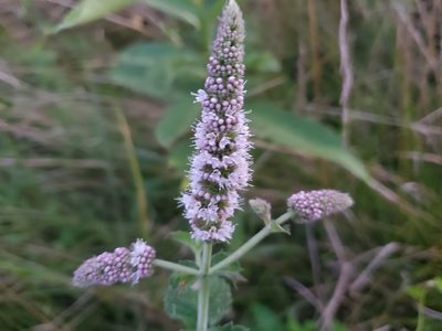 Mentha spicata, photographed by Luke Wildfire
