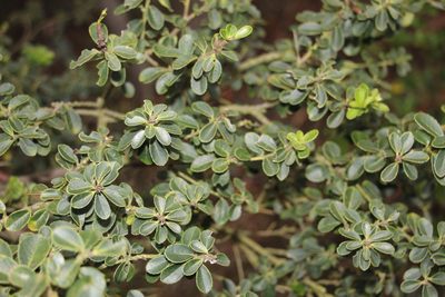 Ilex microphylla, photographed by Andrés Ramírez-Barrera