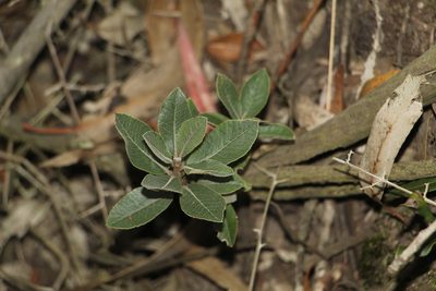 Clethra fimbriata, photographed by Andrés Ramírez-Barrera