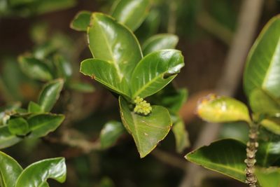 Palicourea boqueronensis, photographed by Andrés Ramírez-Barrera