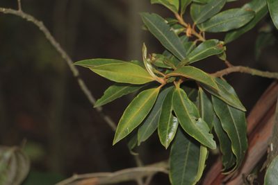 Myrsine coriacea, photographed by Andrés Ramírez-Barrera