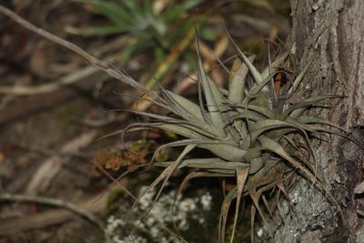 Tillandsia incarnata, photographed by Andrés Ramírez-Barrera