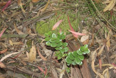 Xylosma spiculifera, photographed by Andrés Ramírez-Barrera