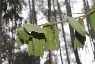 Passiflora bogotensis, photographed by Andrés Ramírez-Barrera