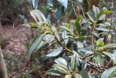 Myrsine coriacea, photographed by Andrés Ramírez-Barrera