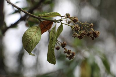 Lippia hirsuta, photographed by Andrés Ramírez-Barrera