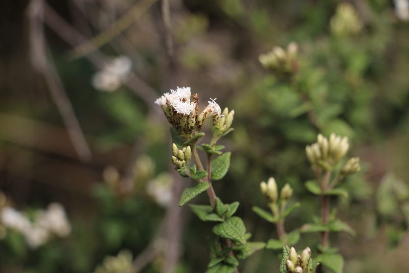 Chromolaena bullata, photographed by Andrés Ramírez-Barrera