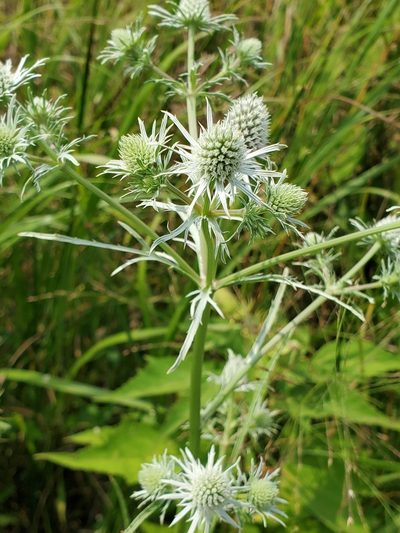 Eryngium aquaticum, photographed by Tom Field