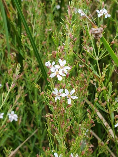Lythrum lineare, photographed by Tom Field