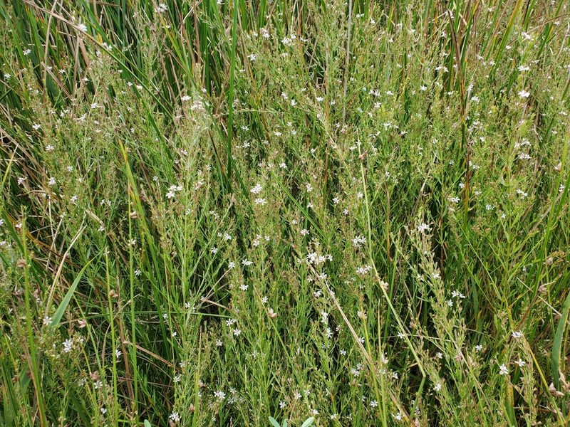 Lythrum lineare, photographed by Tom Field