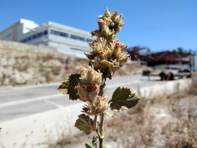 Malacothamnus marrubioides, photographed by Daniel S.