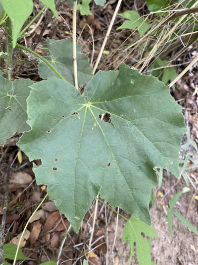 Abutilon mollicomum, photographed by Daniel McNair