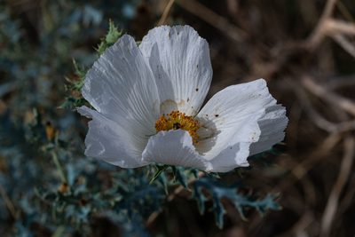 Argemone pleiacantha, photographed by Jeremiah Degenhardt