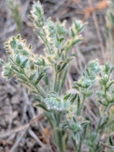 Johnstonella mexicana, photographed by Alison Northup