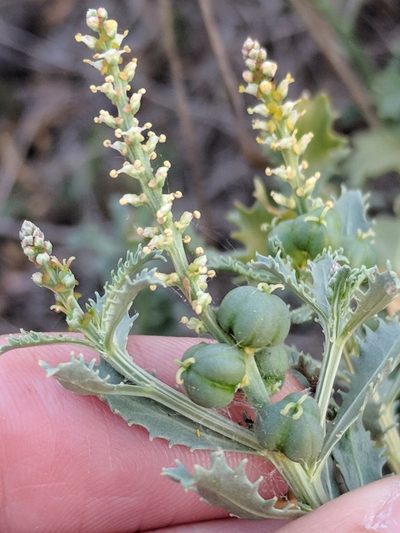 Stillingia treculiana, photographed by Alison Northup