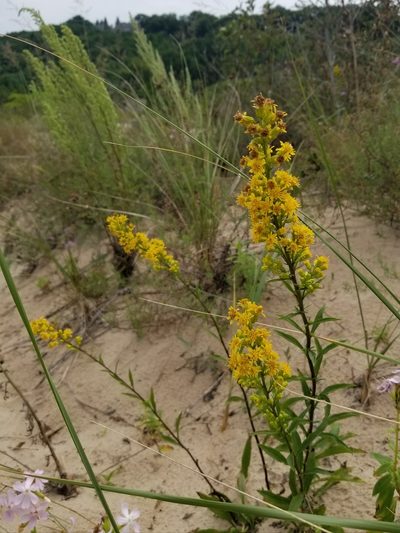 Solidago gillmanii, photographed by Daniel McClosky