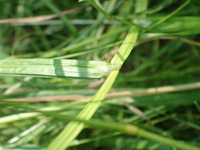 Carex cristatella, photographed by Mary Krieger