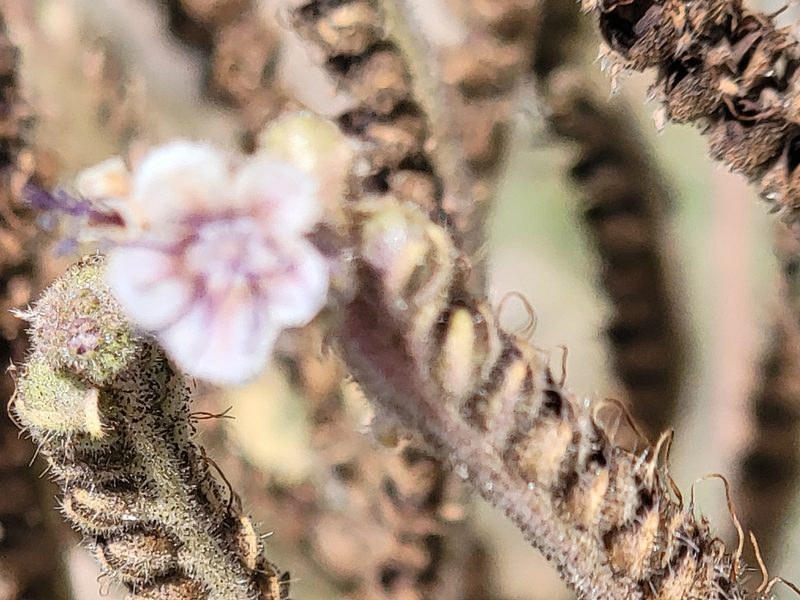 Phacelia alba, photographed by Rebecca Gimenez Husted