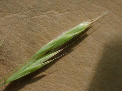 Bromus ciliatus, photographed by Mary Krieger