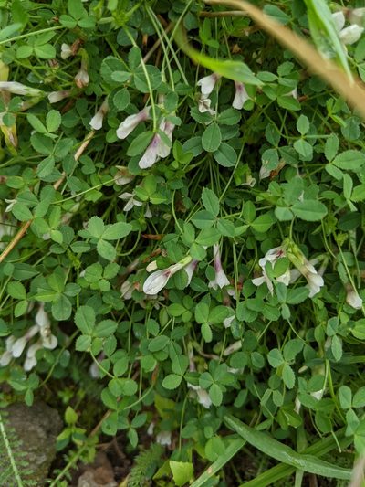 Trifolium monanthum, photographed by Kayla Sweeten