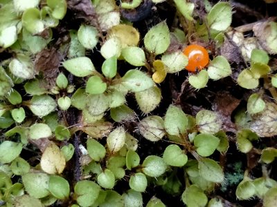 Nertera ciliata, photographed by John Barkla