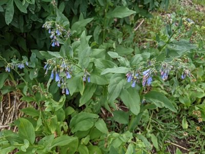 Mertensia ciliata, photographed by Kayla Sweeten