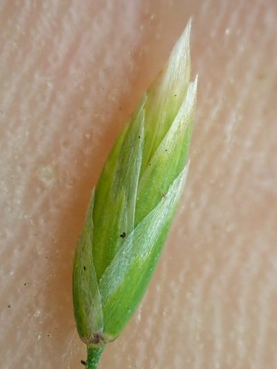 Poa cusickii, photographed by Trevor Van Loon