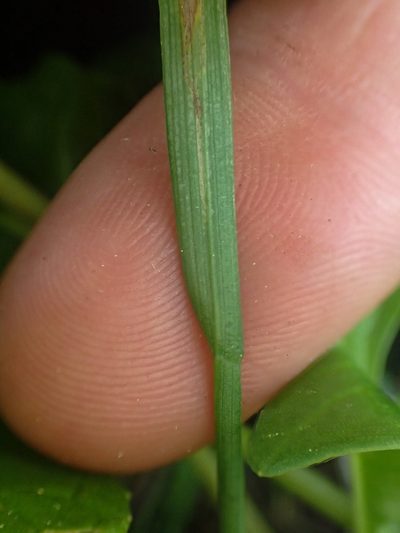 Poa cusickii, photographed by Trevor Van Loon