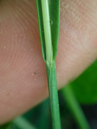 Poa cusickii, photographed by Trevor Van Loon