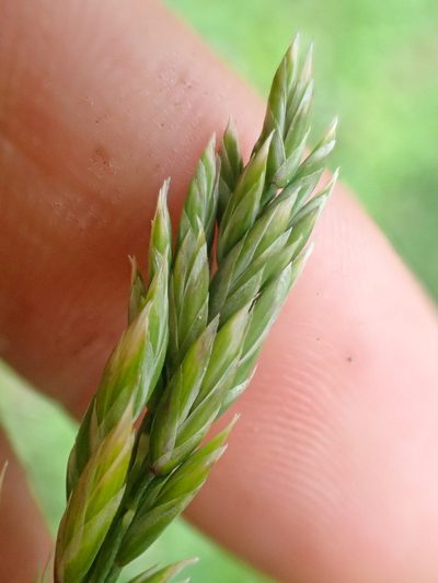 Poa cusickii, photographed by Trevor Van Loon
