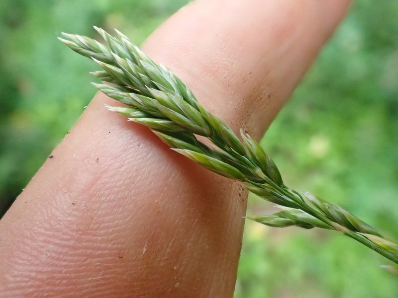 Poa cusickii, photographed by Trevor Van Loon