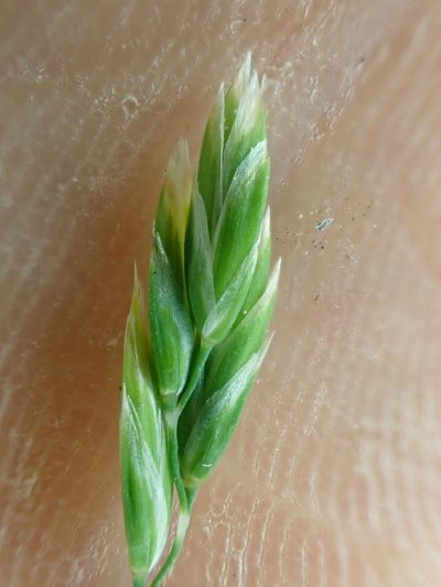Poa cusickii, photographed by Trevor Van Loon