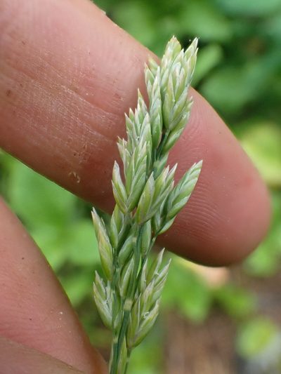 Poa cusickii, photographed by Trevor Van Loon