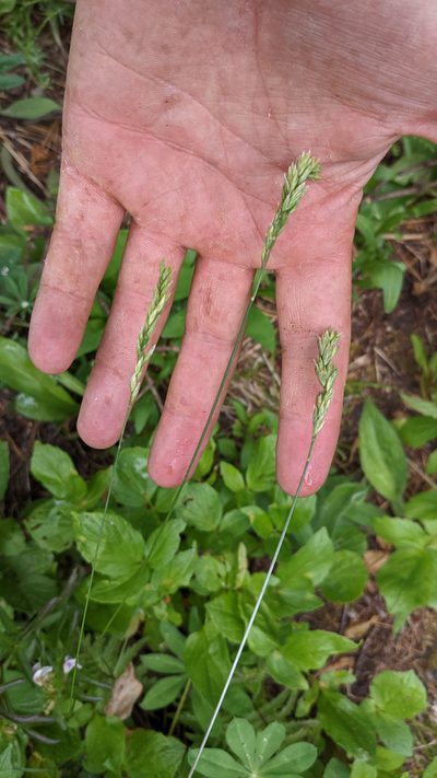 Poa cusickii, photographed by Trevor Van Loon