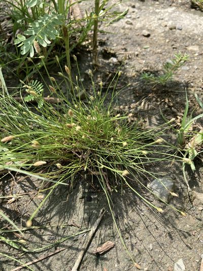 Fimbristylis polytrichoides, photographed by Tatsutomo Chin