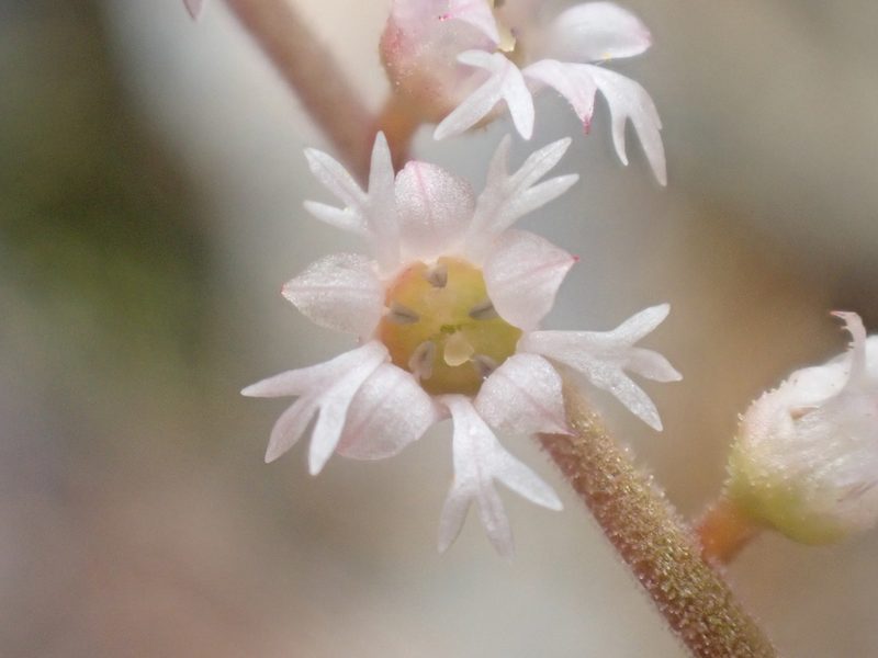 Ozomelis trifida, photographed by Trevor Van Loon