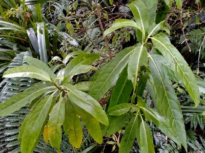 Melicytus lanceolatus, photographed by John Barkla
