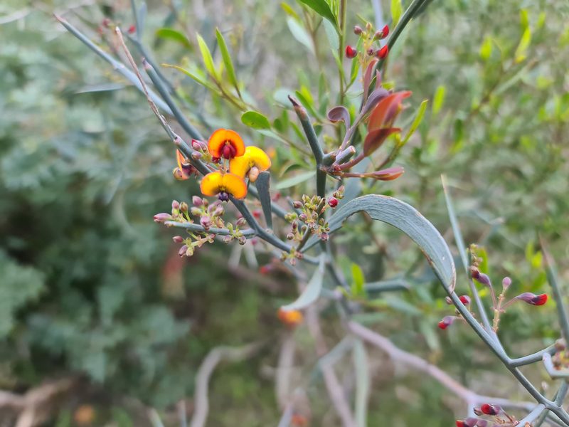 Daviesia horrida, photographed by Cal Wood