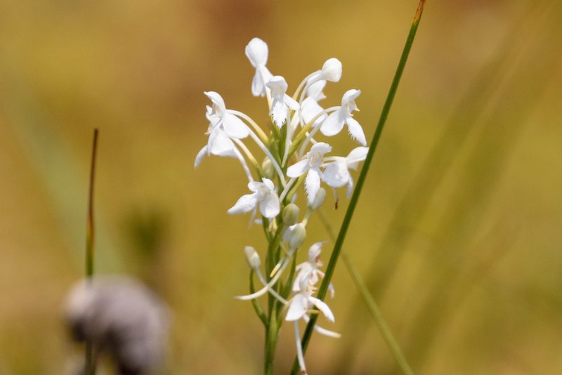 Platanthera blephariglottis, photographed by Ryan F. Mandelbaum